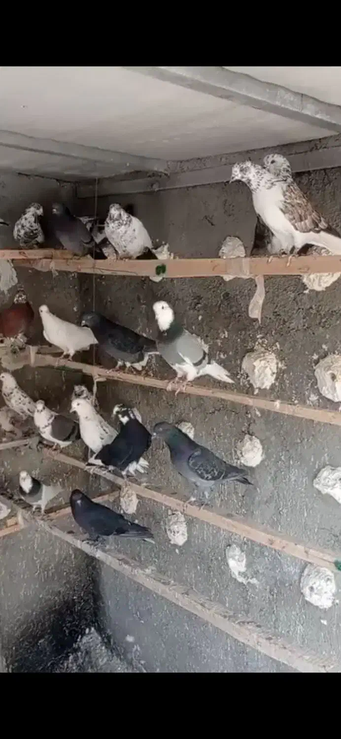 کبوتر تهرانی|پرنده|شهریار, شهریار|دیوار