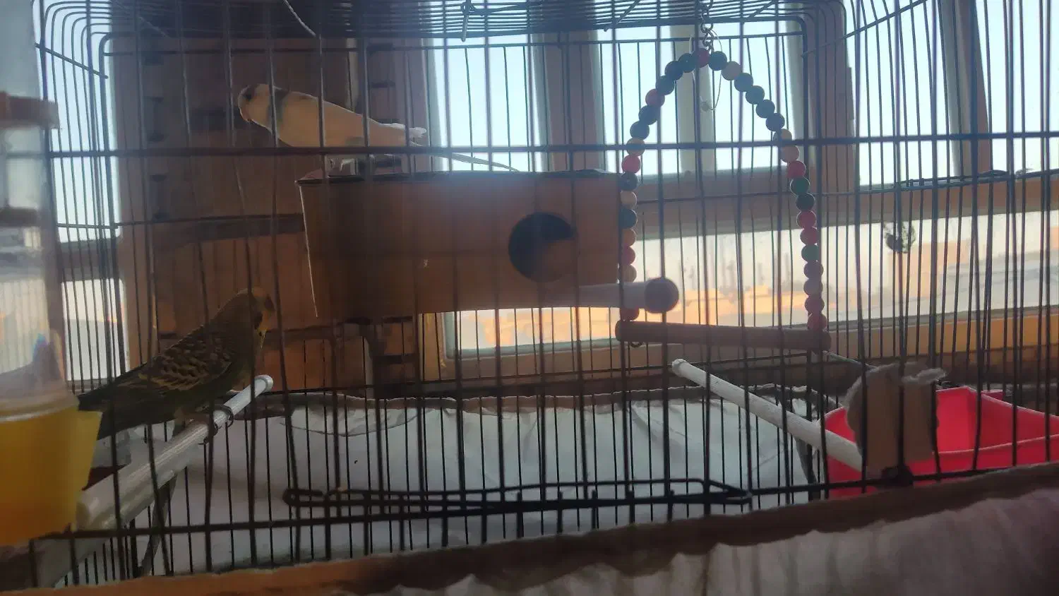 یک جفت مرغ عشق|پرنده|مهریز, |دیوار