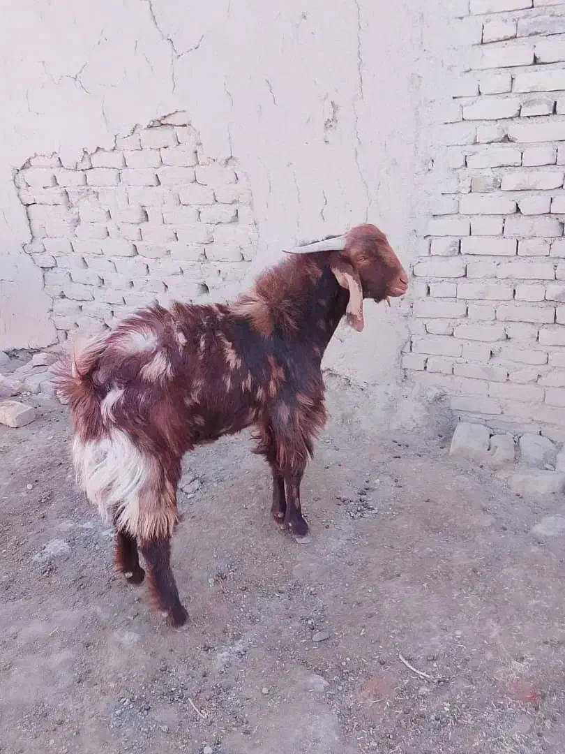 بز نر۱ساله|حیوانات مزرعه|هامون, |دیوار