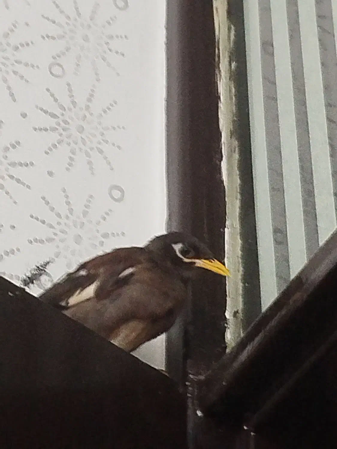 مرغ مینا گمشده|حیوانات|شوشتر, |دیوار