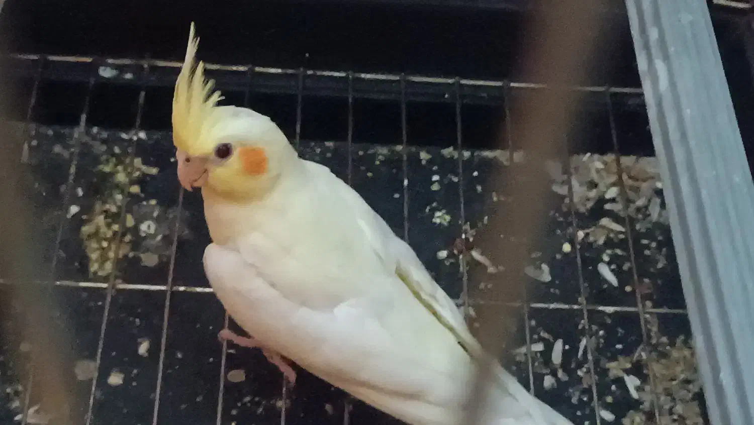 عروس هلندی|پرنده|قم, تولید دارو و یخچال|دیوار