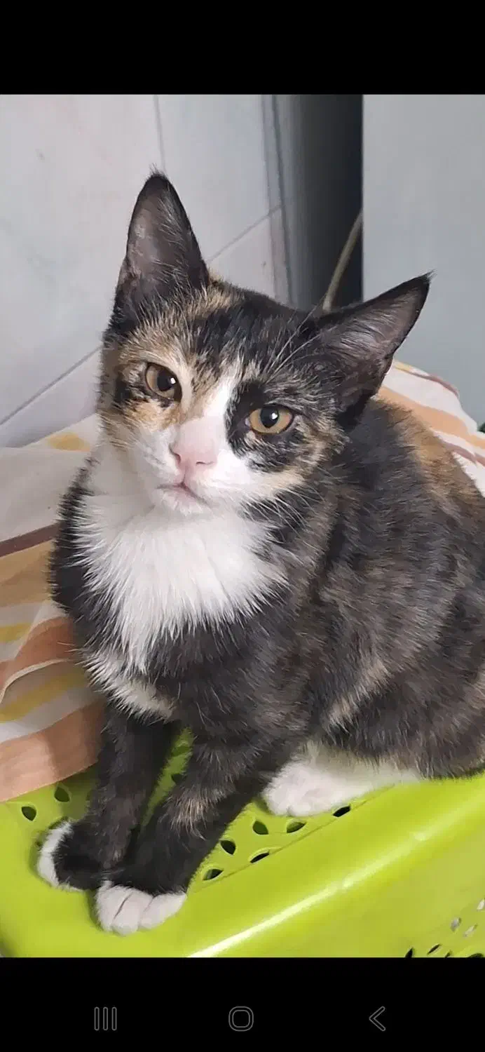 بچه گربه نازو خوشگل|گربه|کرج, شاهین‌ویلا|دیوار