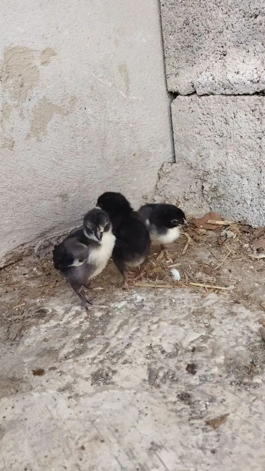 جوجه لاری افغان اصیل|حیوانات مزرعه|دابودشت, |دیوار