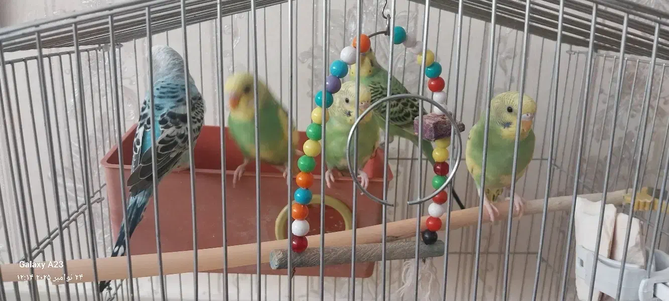 مرغ عشق|پرنده|میانه, |دیوار