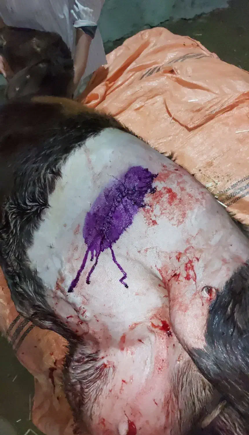 دکتر دامپزشک متخصص گاو و گوسفند،واکسن و سونوگرافی|خدمات پیشه و مهارت|تهران, مشیریه|دیوار