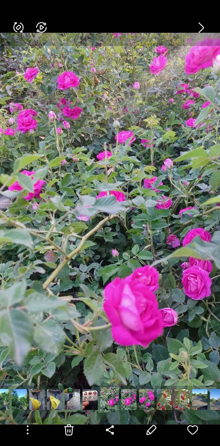 گل محمدی|گل و گیاه طبیعی|خوی, |دیوار
