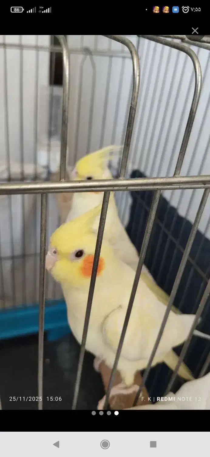 عروس هلندی جفت|پرنده|کبودرآهنگ, |دیوار