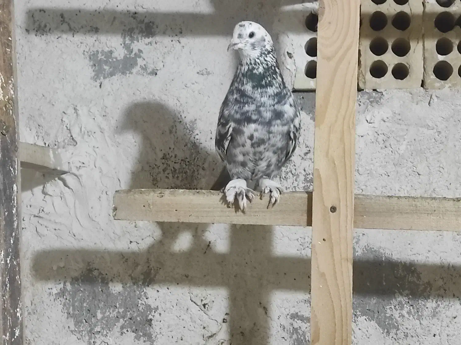 کبوتر رنگی و دورگ|پرنده|بهبهان, |دیوار