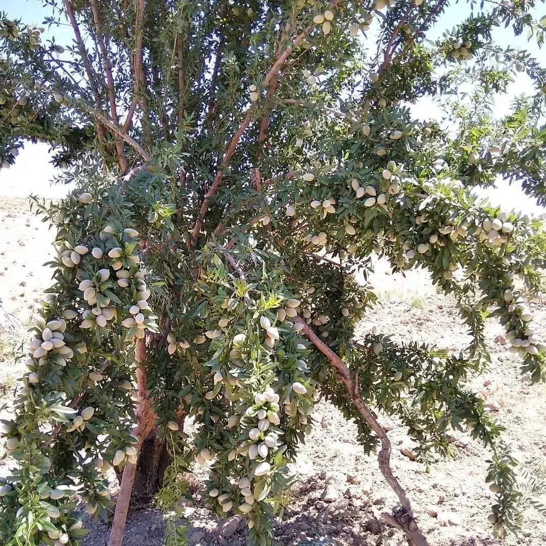 فروش نهال پربار زودبارده دیرگل|خدمات باغبانی و درختکاری|سمیرم, |دیوار