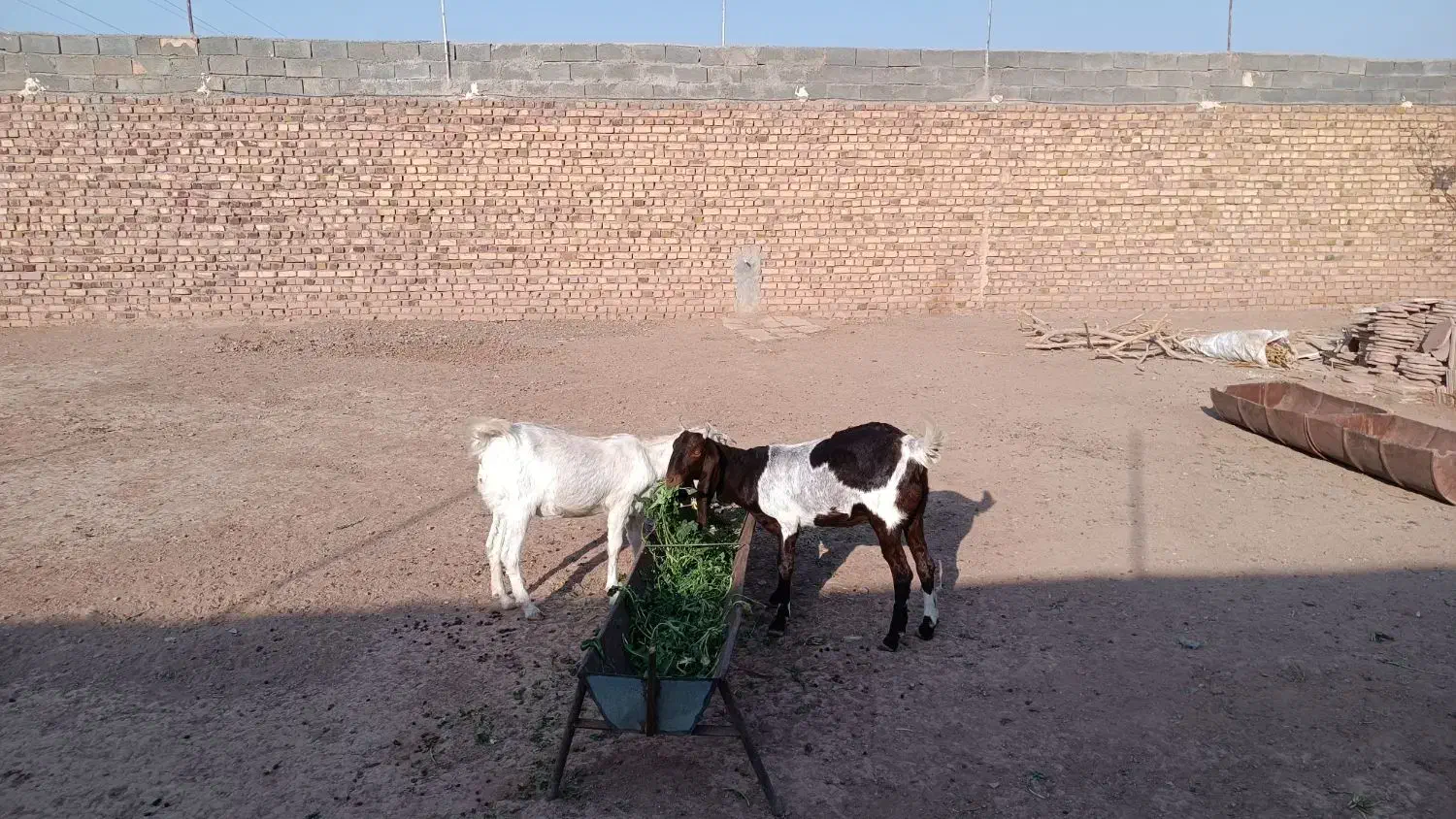 دوراس یکساله جنس دار|حیوانات مزرعه|تربت جام, کاریز نو سفلی|دیوار