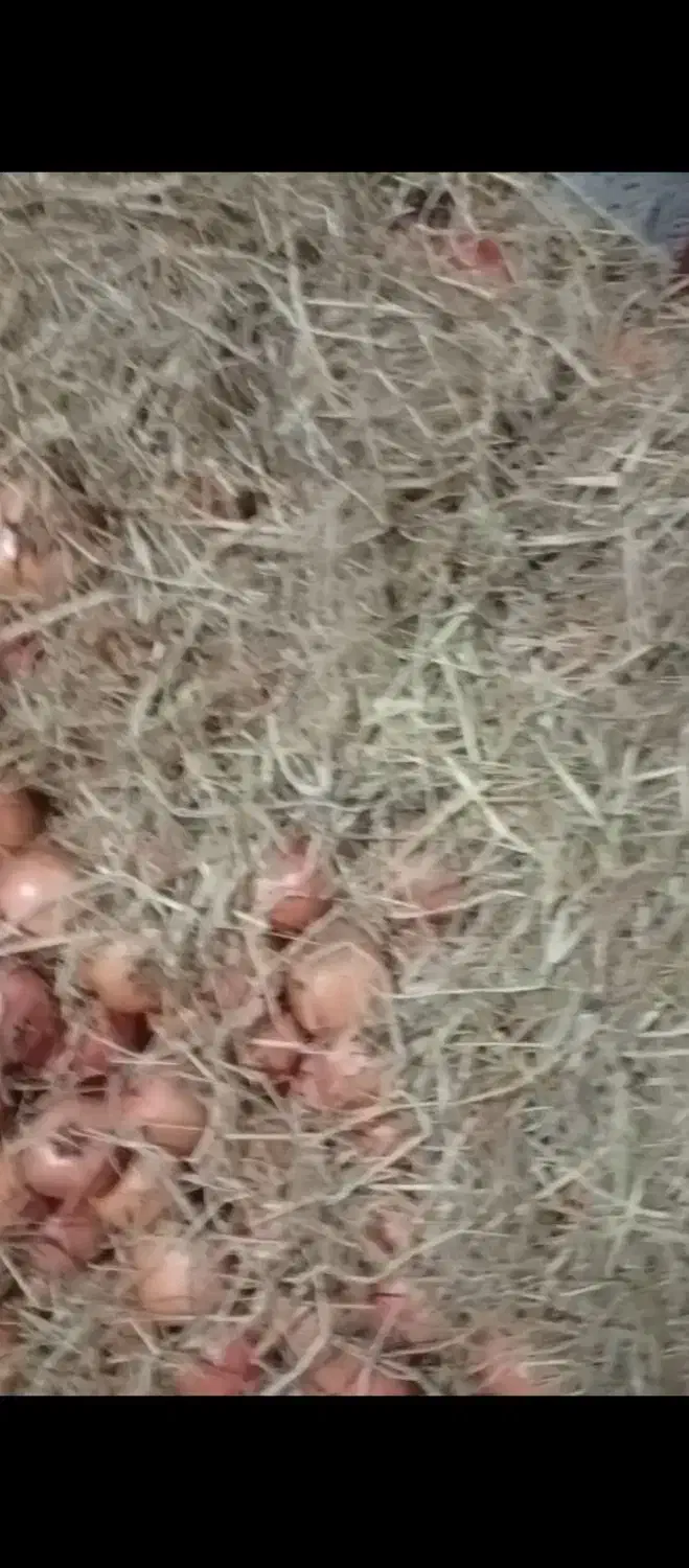 فروش انار خس|عمده‌فروشی|کوهمره, |دیوار