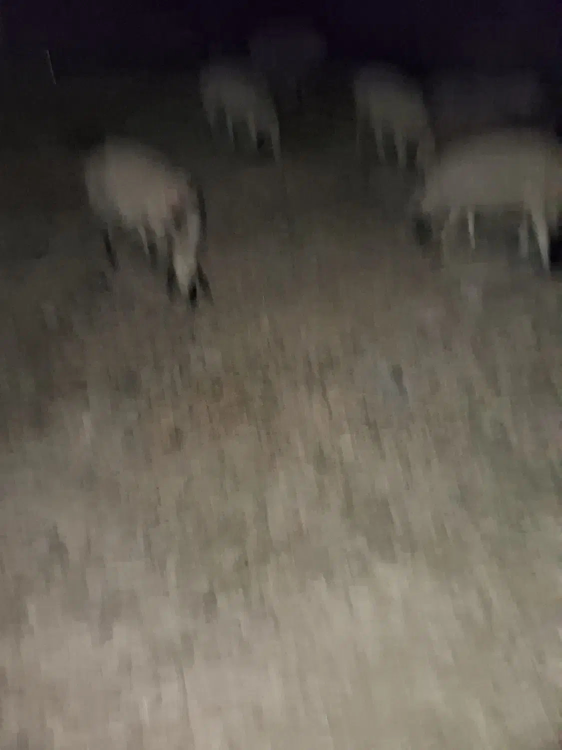 اجاره باغ پسته ای برای چرای گوسفند|اجارهٔ دفتر صنعتی، کشاورزی، تجاری|زرند, |دیوار