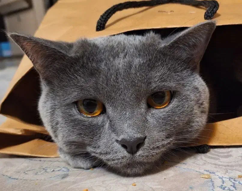 سرپرست خوب|گربه|مشهد, دانشجو|دیوار