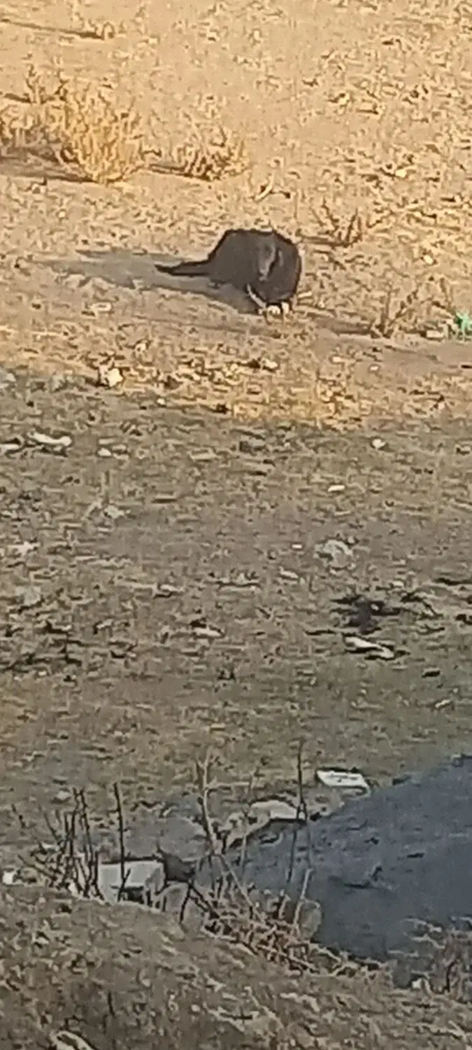 سگ قدرجونی|سگ|چنارود, |دیوار