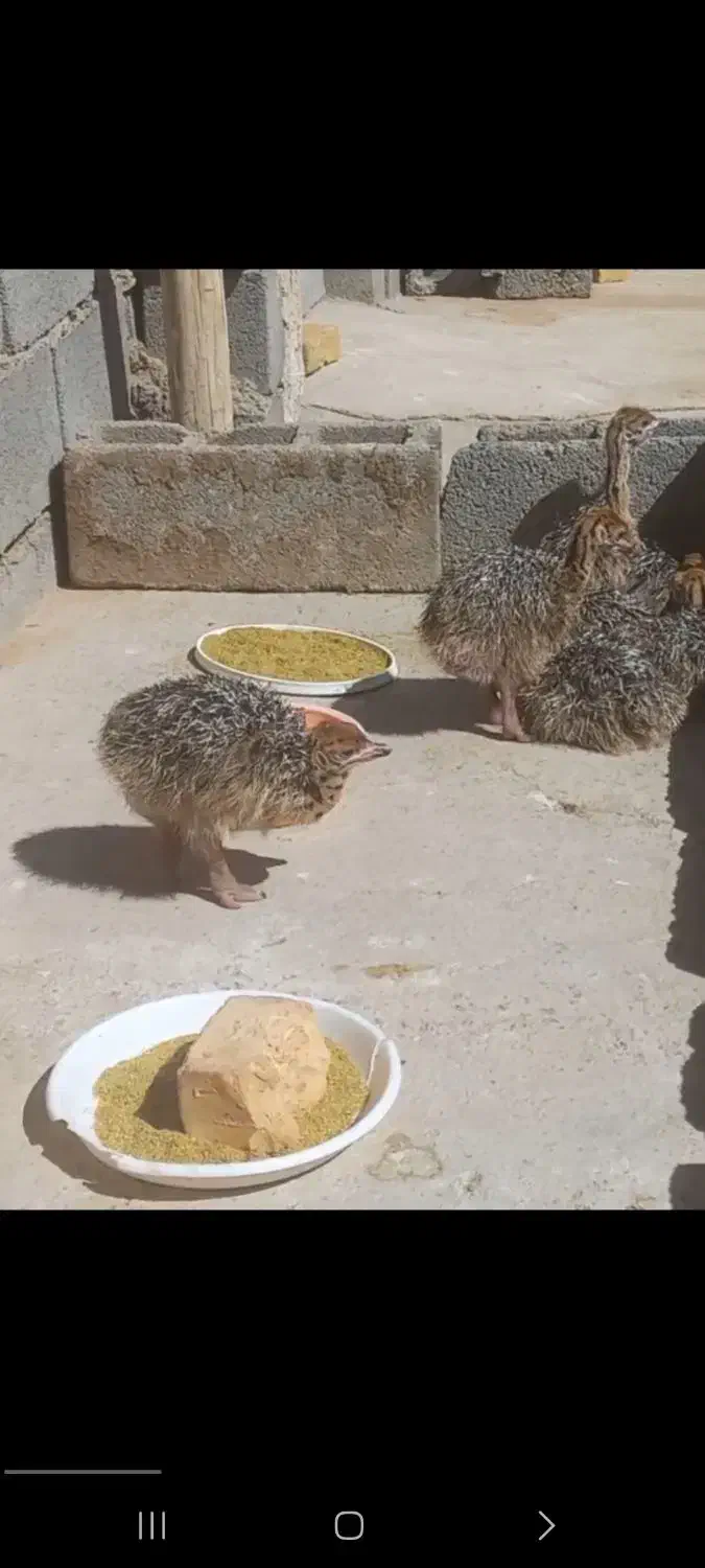 جوجه شتر مرغ|حیوانات مزرعه|جلگه ماژان, |دیوار