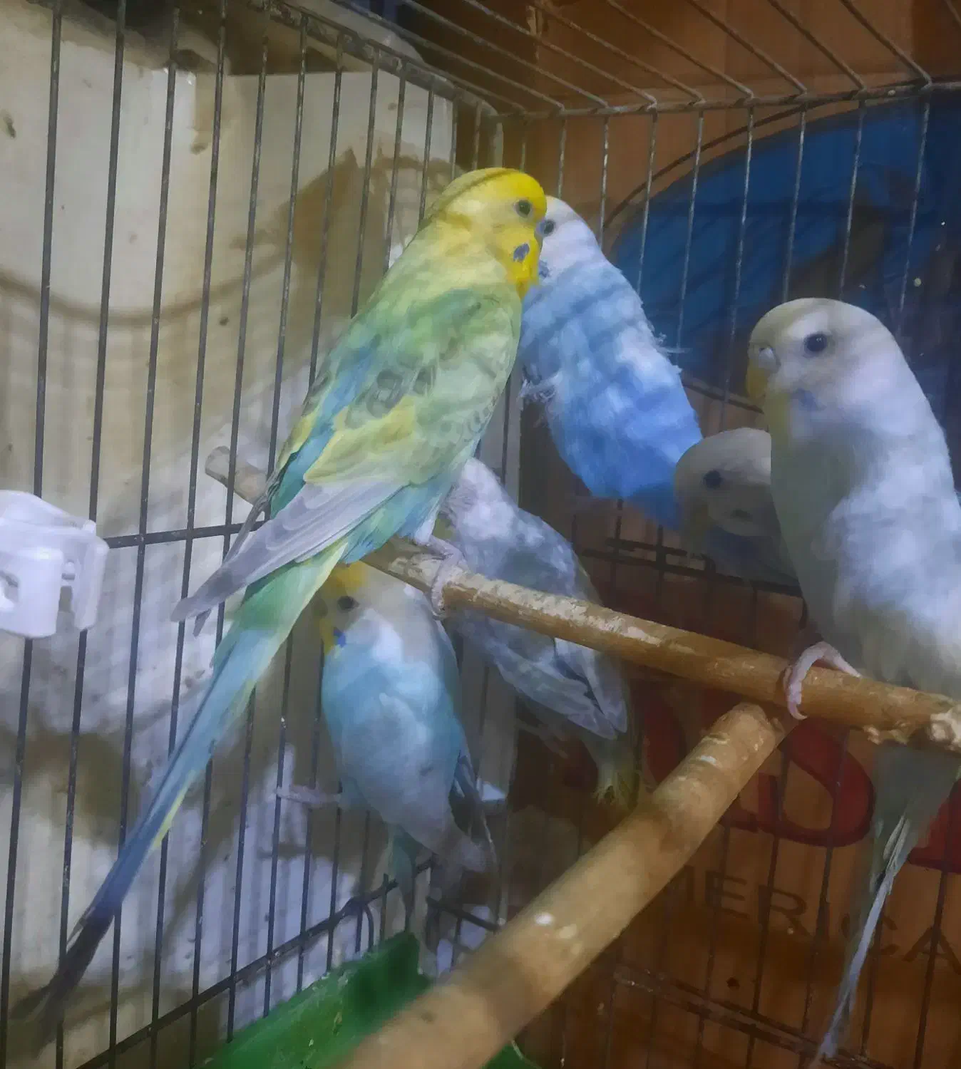 مرغ عشق رنگین کمانی|پرنده|تهران, امام حسین|دیوار