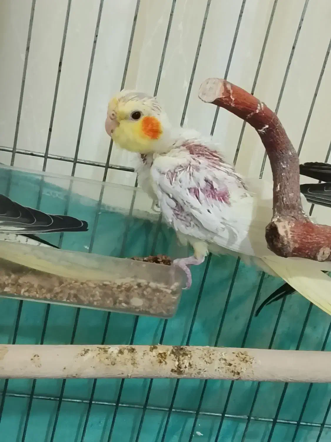 ۳ تا بچ عروس هلندی|پرنده|نورآباد, |دیوار