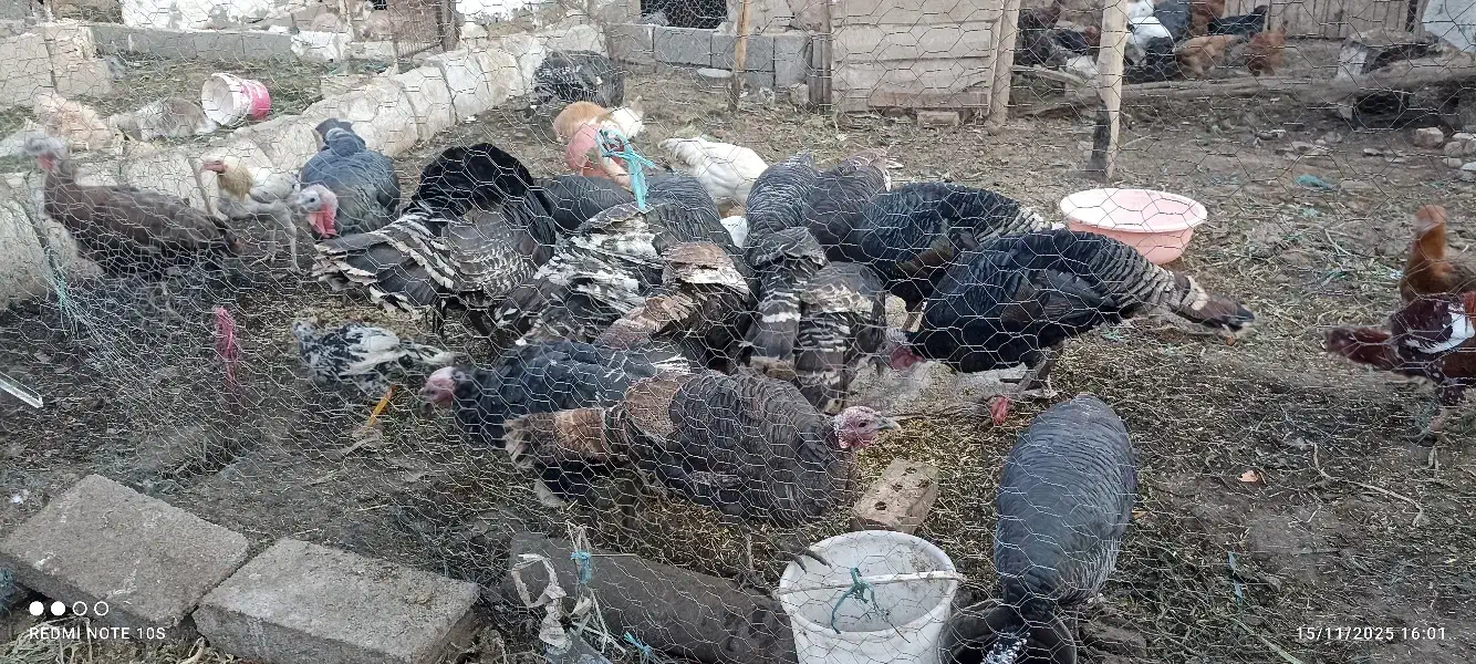 بوقلمون|پرنده|نیشابور, مازول|دیوار