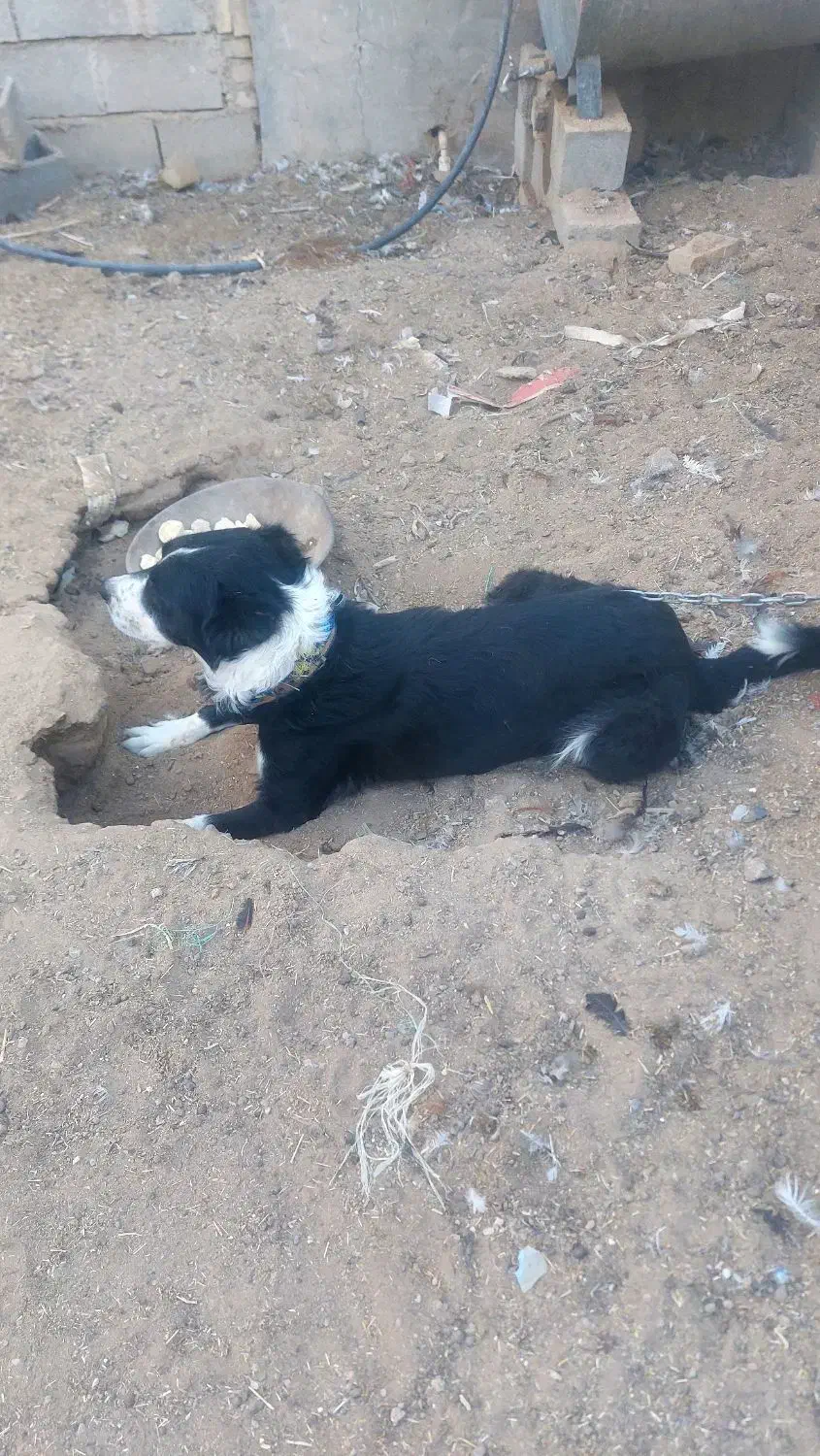 نگهبان|سگ|یزد, |دیوار