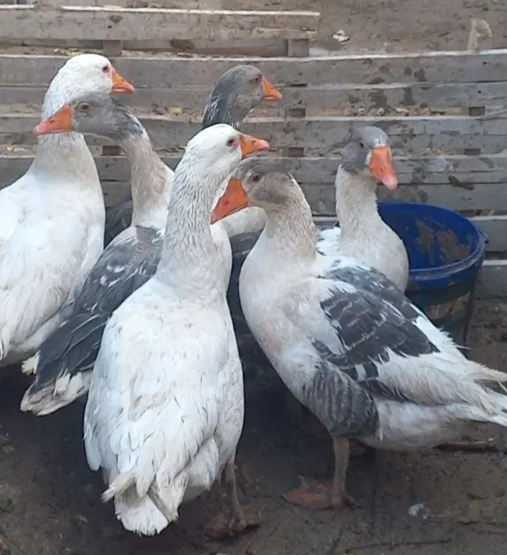 مولد غاز محلی اصیل|حیوانات مزرعه|شاهرود, |دیوار