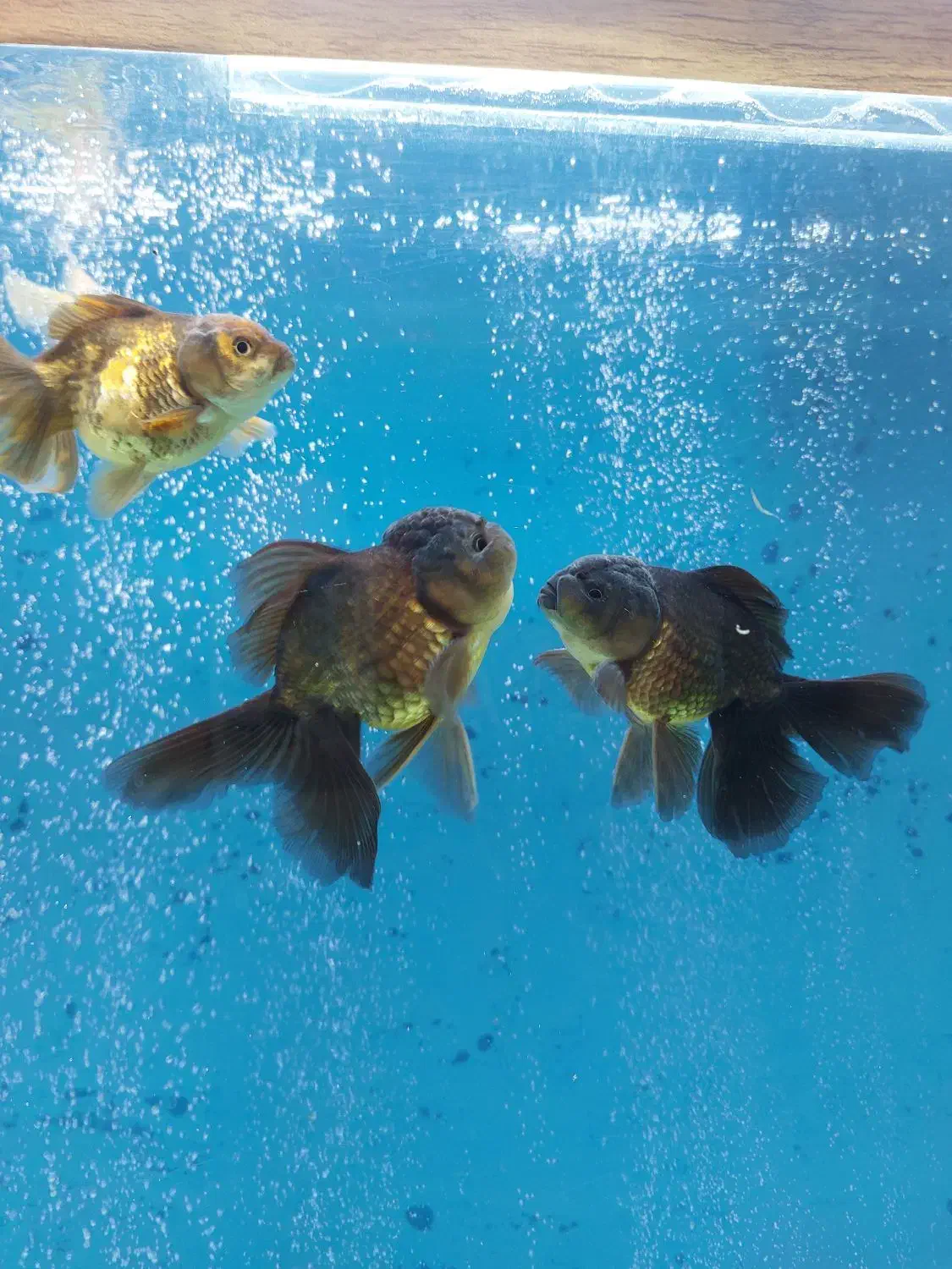 ماهی|ماهی|مرند, |دیوار