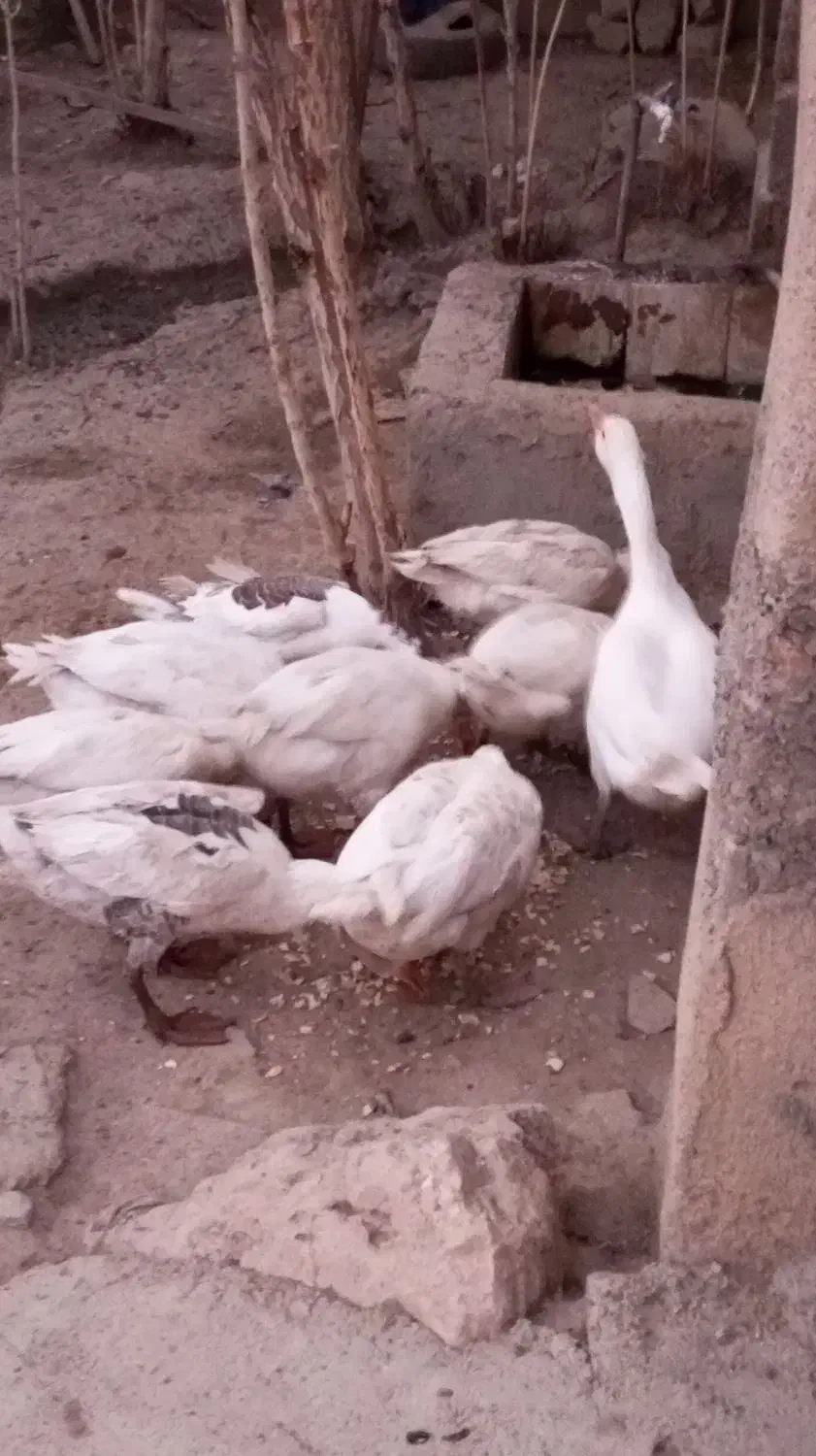 ۱۰عدد قاز|حیوانات مزرعه|بروجرد, |دیوار