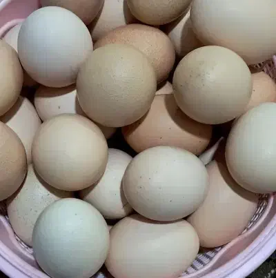 تخم مرغ محلی|خوردنی و آشامیدنی|تاکستان, |دیوار