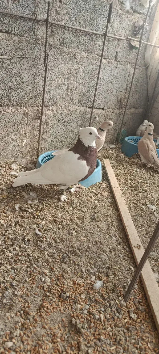 طوقی|پرنده|خاش, |دیوار