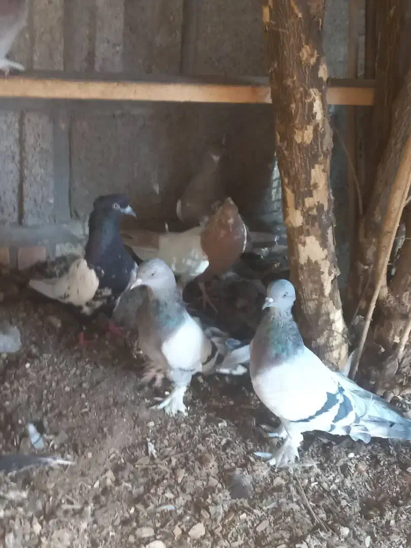 کفتر|پرنده|شیراز, شهرک صنعتی شیراز|دیوار