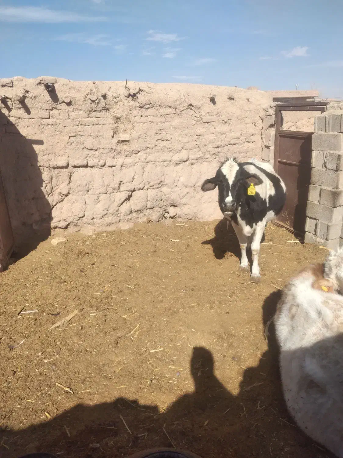 گاو|حیوانات مزرعه|نگار, |دیوار