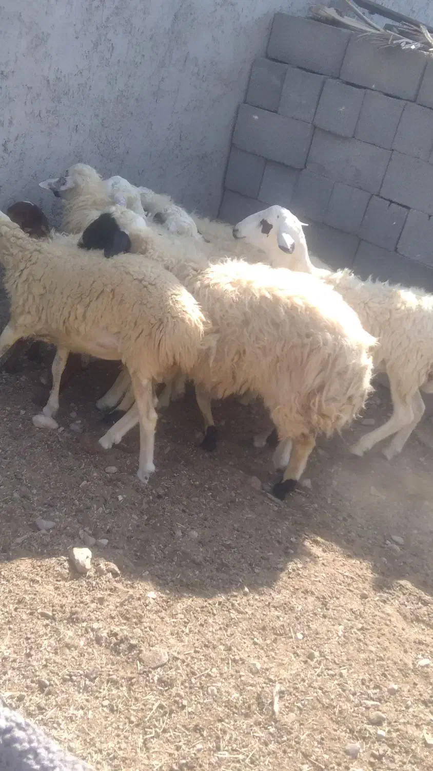 بره نر|حیوانات مزرعه|بندرعباس, |دیوار