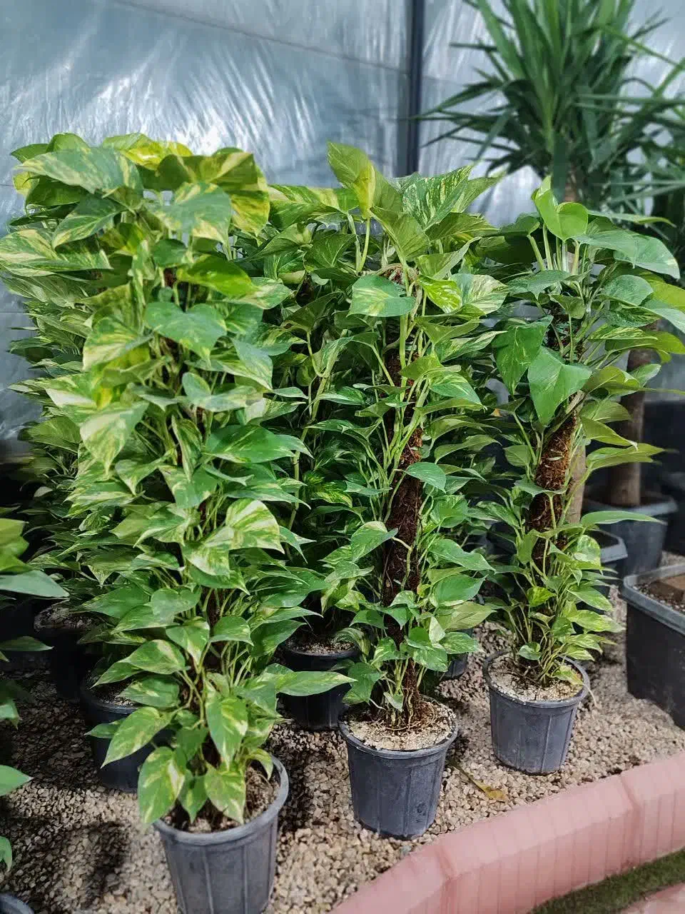 پتوس چماقی فوقالعاده باکفیت بهترینها در گلوریا|گل و گیاه طبیعی|قم, پردیسان|دیوار