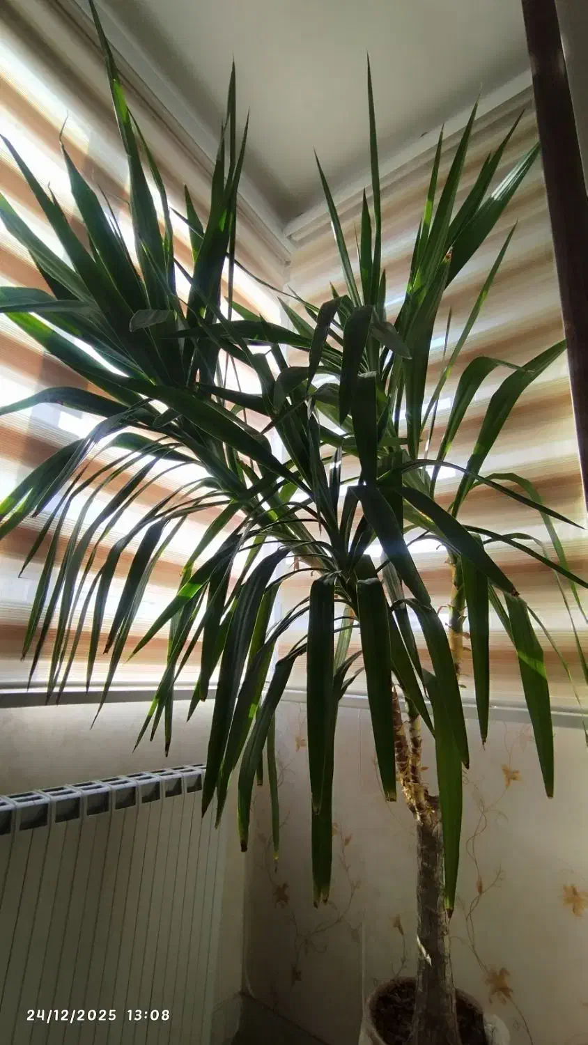 گل طبیعی|گل و گیاه طبیعی|همدان, |دیوار