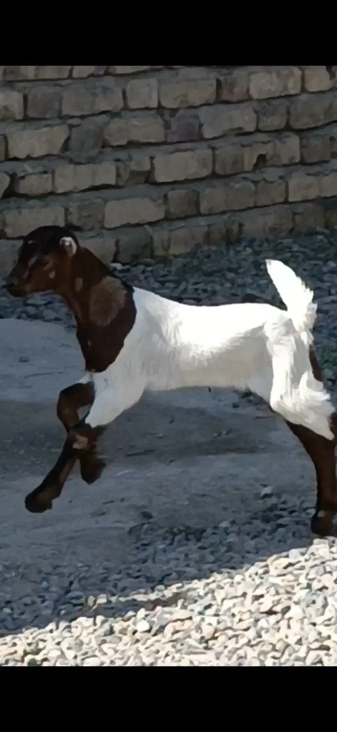 بز کهره بنگالی دو کیلو شیر موقعیت جیرفت|حیوانات مزرعه|کرمان, |دیوار