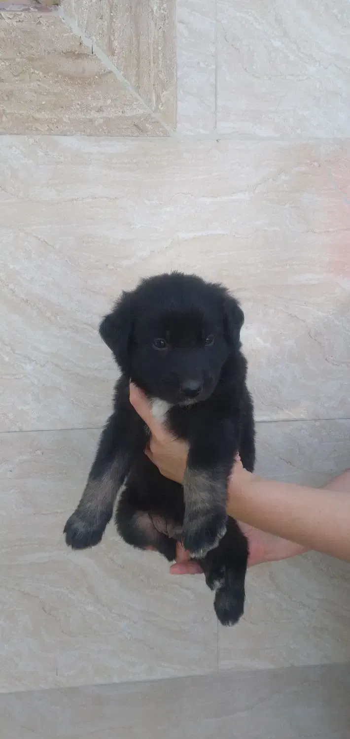 واگزاری رایگان سگ ژرمن|سگ|سنگر, |دیوار