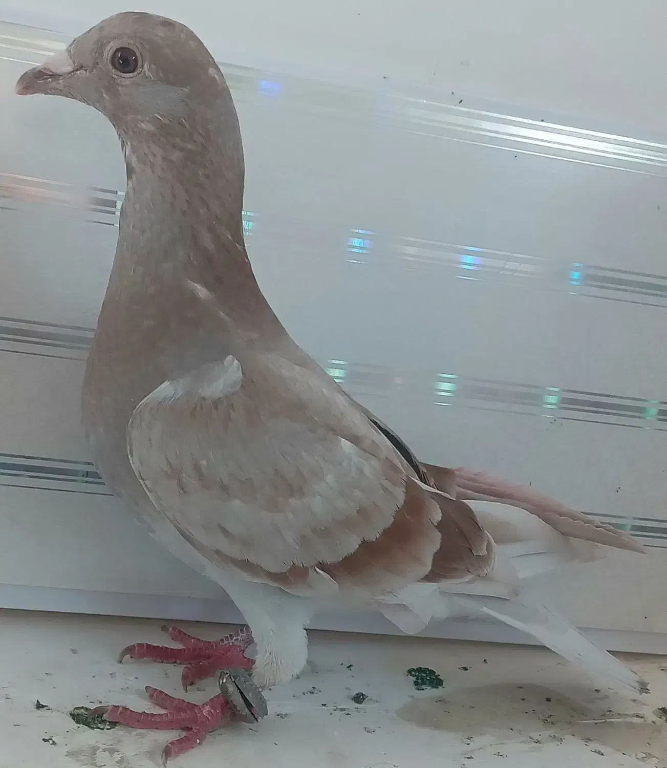 کبوترجوجه صیدشده|حیوانات|اردبیل, |دیوار