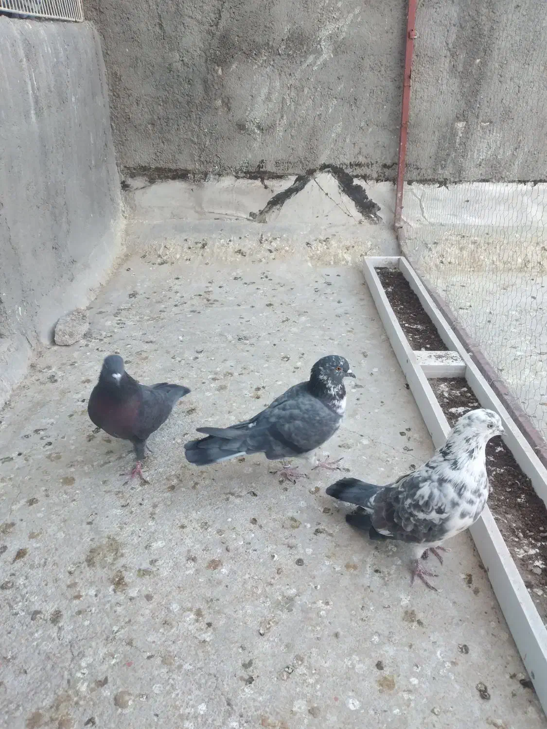 کبوتر ۳ تا نر|پرنده|قم, نخودی|دیوار