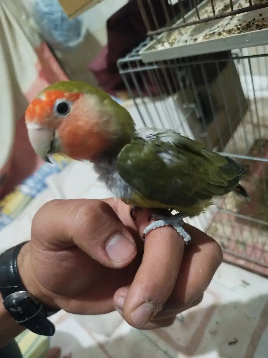 یک جفت کوتوله|پرنده|میبد, |دیوار