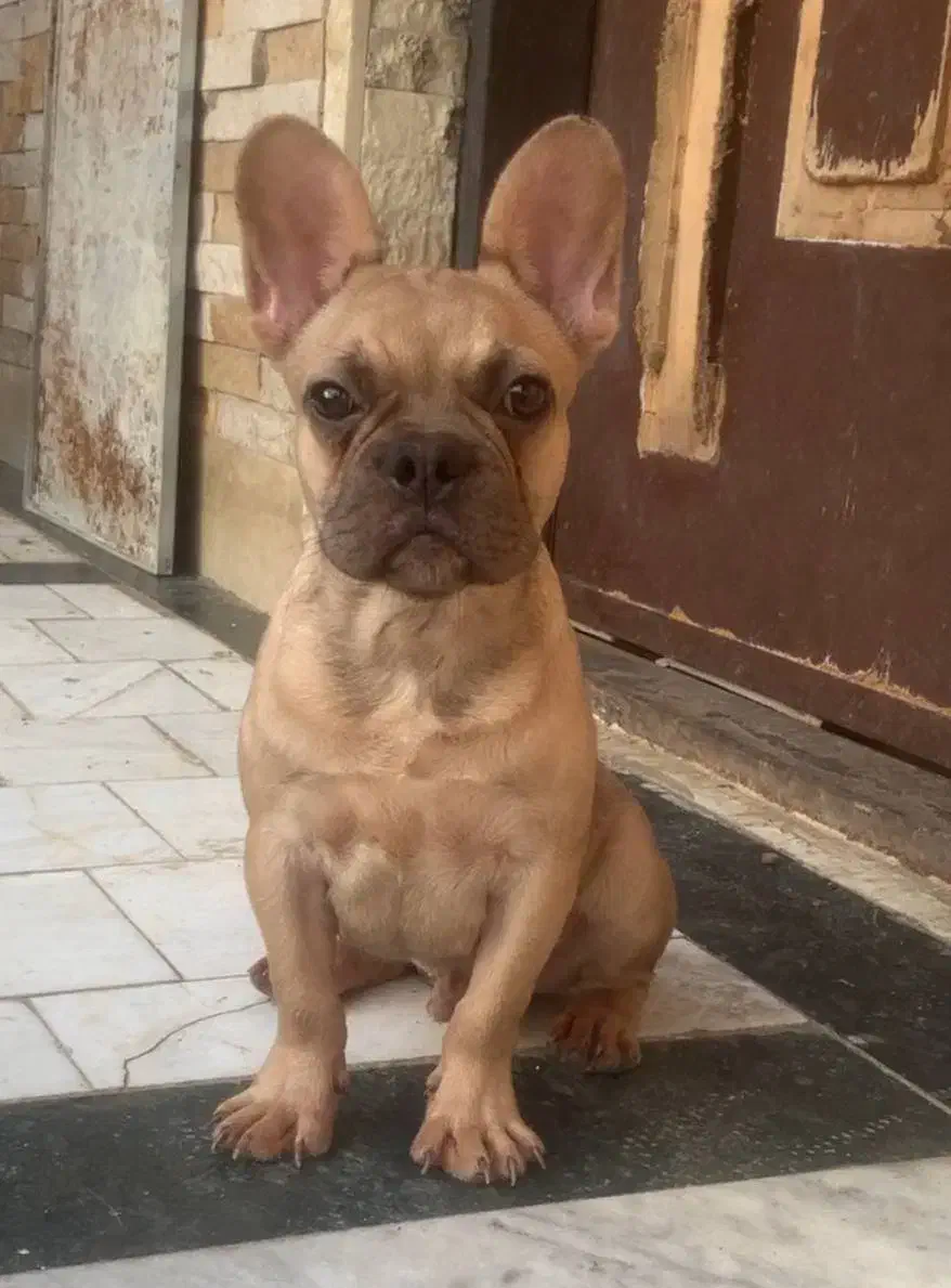 فرنچ بولداگ|سگ|شهرکرد, |دیوار