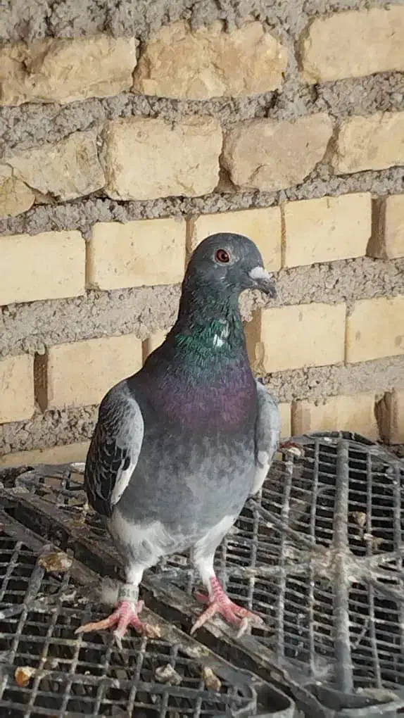 کبوتر|حیوانات|سوسنگرد, |دیوار