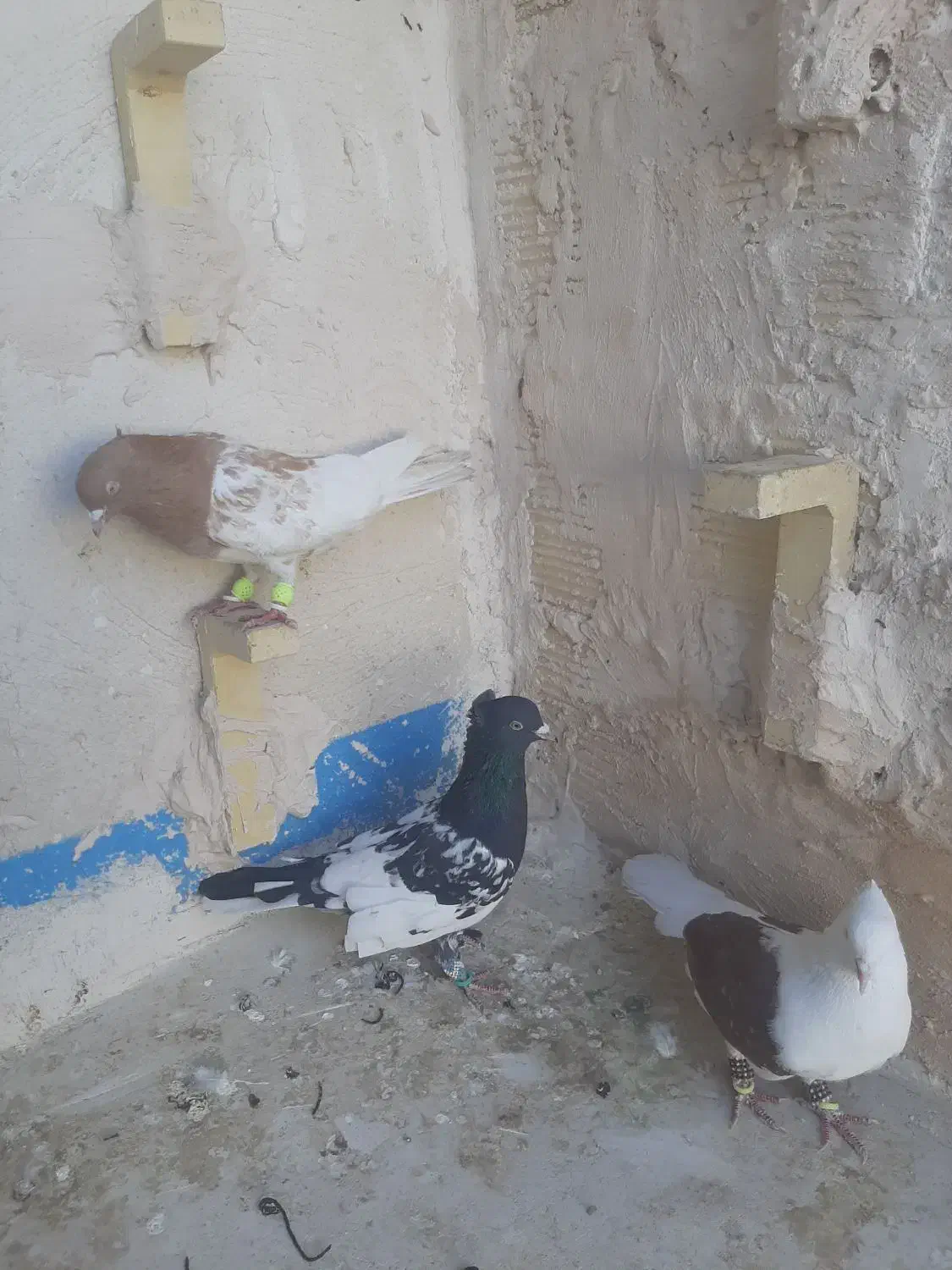 کفتر رنگه|پرنده|مشهد, رده|دیوار