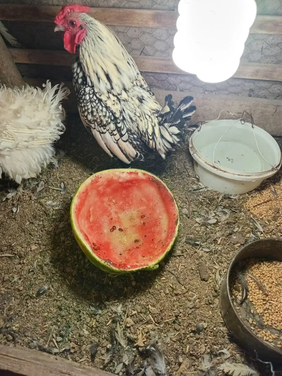 خروس|حیوانات مزرعه|سبزوار, هویزه|دیوار