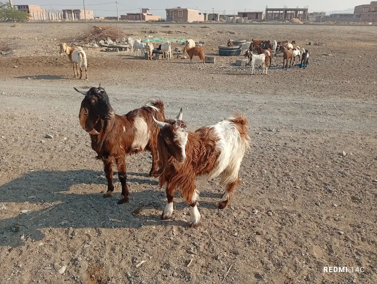 گوسفند|حیوانات مزرعه|کهنوج, |دیوار