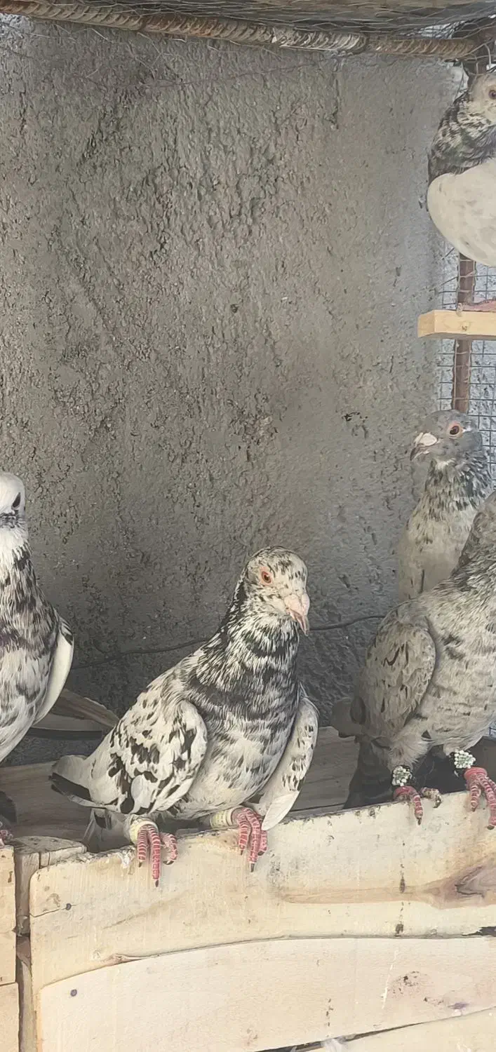 کبوتر|پرنده|برازجان, |دیوار