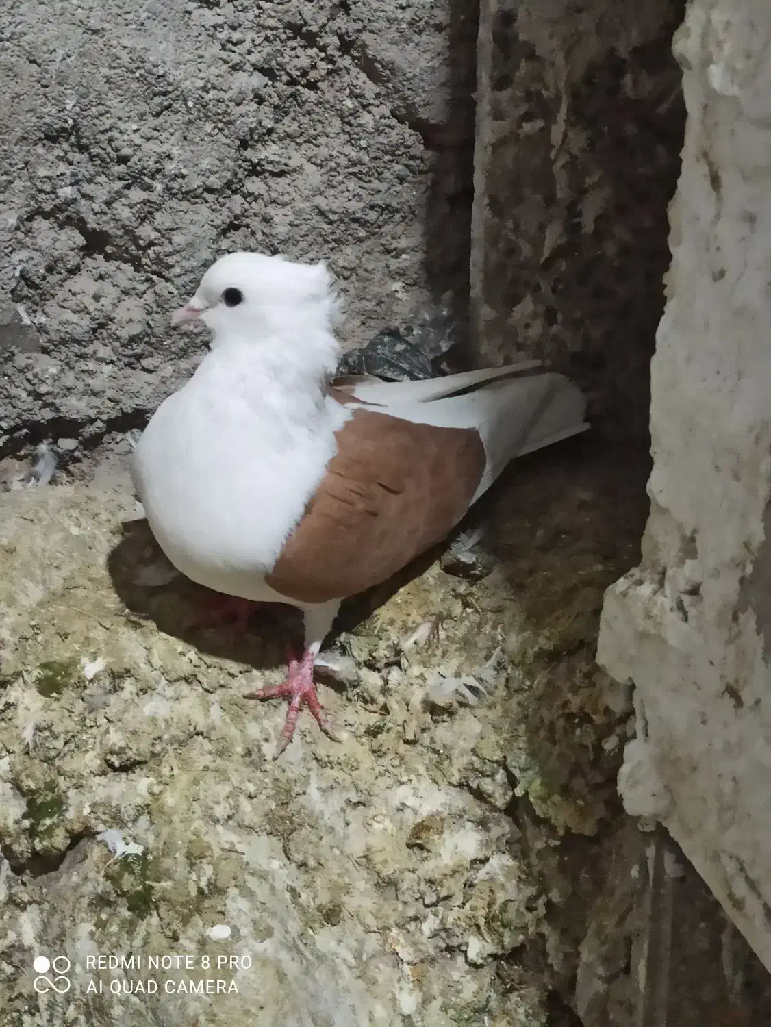 کبوتر|پرنده|بیرانوند, |دیوار