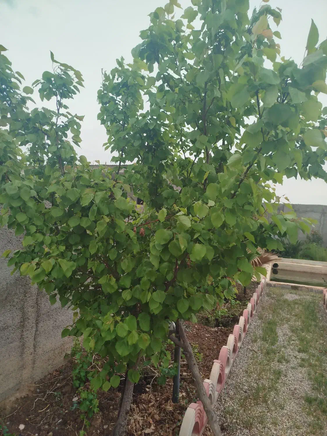 فروش فوری  فوری باغچه در گلزار|فروش خانه و ویلا|پاکدشت, پاکدشت (مامازند)|دیوار