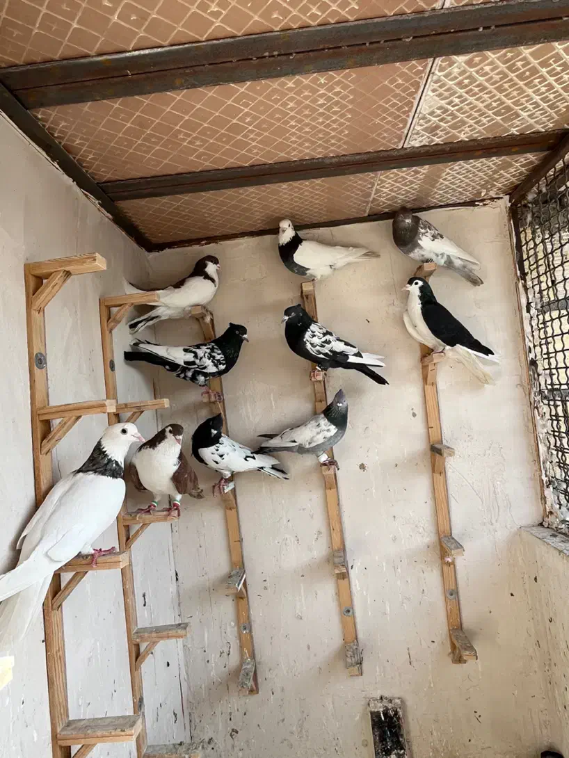 کفتر بوم|پرنده|مشهد, کوشش|دیوار