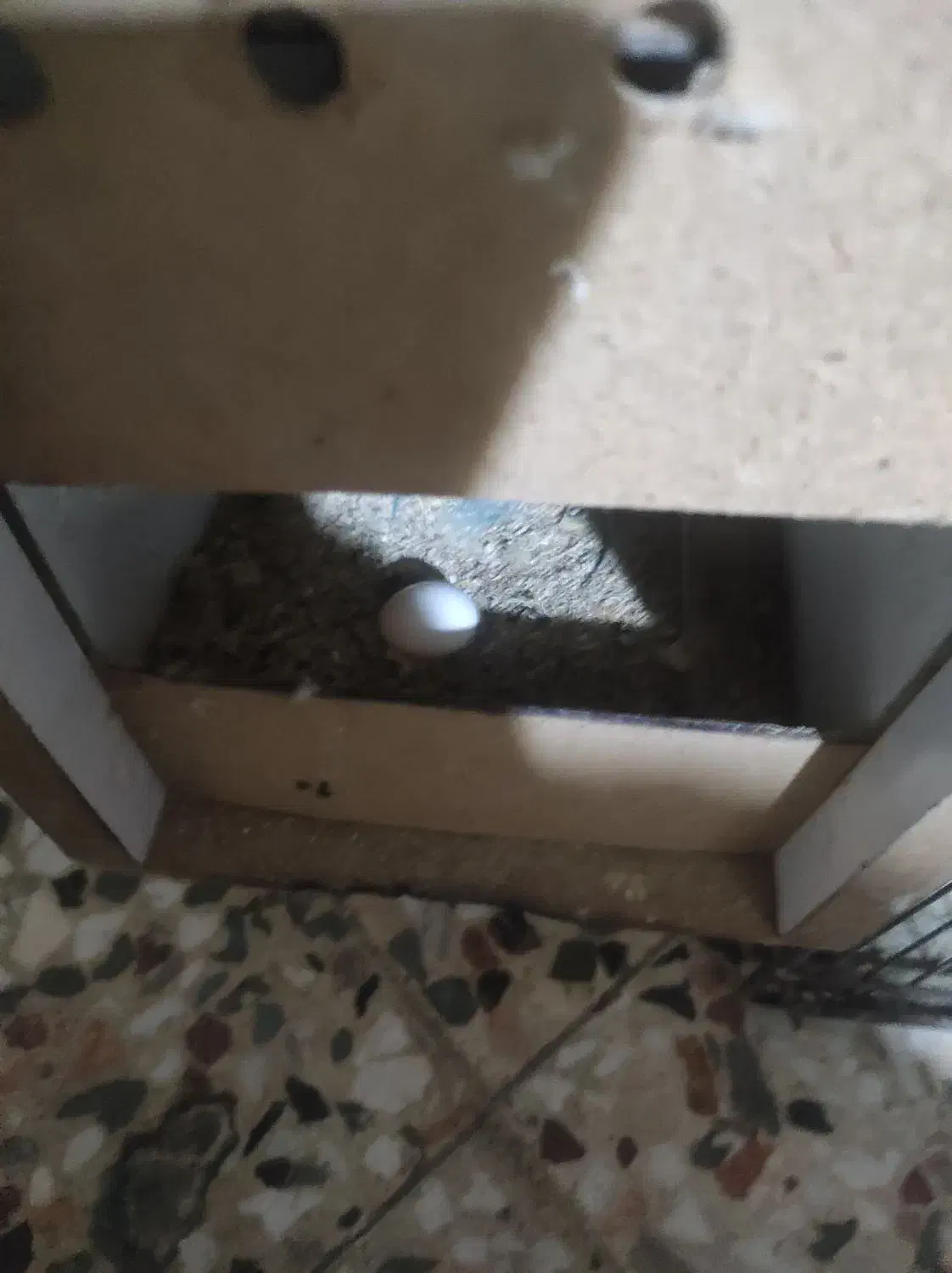 عروس وطوطی شوش دانیال|پرنده|شوش, |دیوار