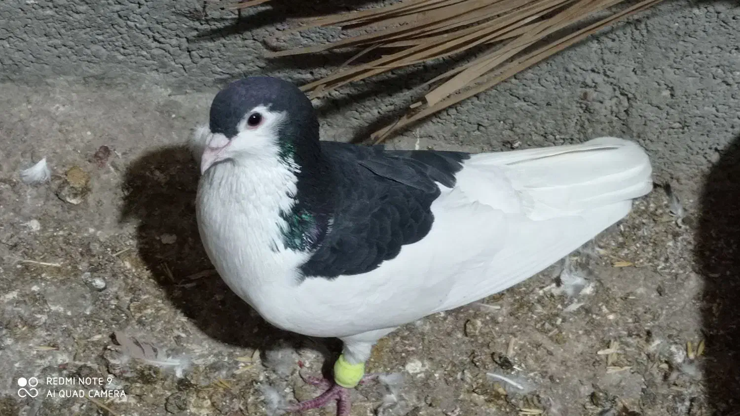 کبوتر رنگی و پلاکی قره|پرنده|شنبه و طسوج, |دیوار