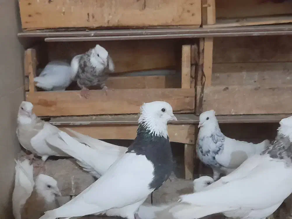 ۱۵ عدد طوقی بی نقص|پرنده|امیدیه, |دیوار